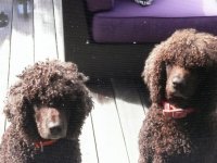 dogs.jpg