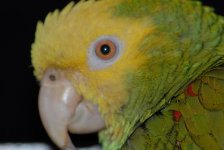 CioCio.JPG