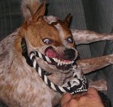 Resize of pogo face.jpg