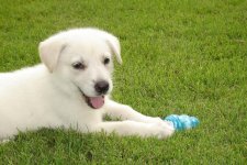 Lina with her KONG.jpg