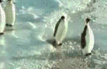 9590penguinslap.gif