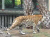 Busch Gardens 2009 022.jpg