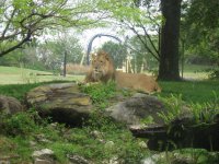 Busch Gardens 2009 044.jpg