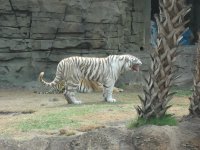 Busch Gardens 2009 020.jpg