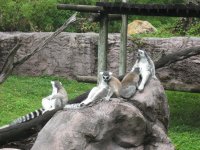 Busch Gardens 2009 034.jpg