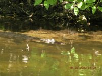 river 009.jpg