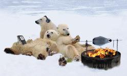 Polar%20bears%20Penguin%20barbeque%20BBQ.gif