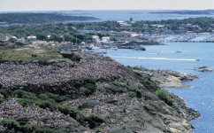 P1 Sweden coast photo.jpg