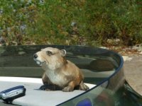 beaver mosi_1024x768.jpg