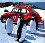 500x_Antarctica_Beetle.jpg
