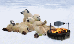 PolarBearsGrillingPenguin.gif
