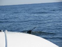 DSCN3870.jpg