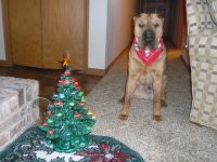 George's X-Mas Tree.jpg