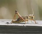 cricket.jpg