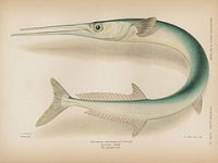 240px-Tylosurus_crocodilus.jpg
