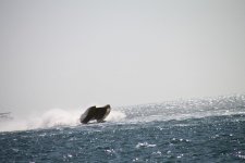 Key West 2010 355.jpg