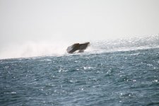 Key West 2010 356.jpg