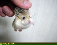 little_gerbil.jpg