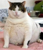 fattest cat in the world 01.jpg