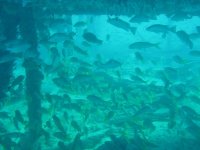 dive07 013small.jpg