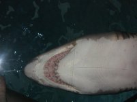 IMG_1454.JPG