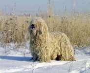 komondor-0004.jpg