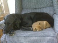 Haley n Stanley.jpg