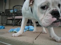 Dogs and M3 021.JPG