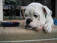 Dogs and M3 028.JPG