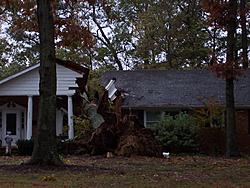 tree+down+lakeview+shores.jpg