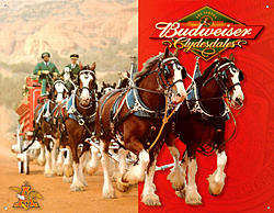 anheuser%20busch%20clydesdales.jpg