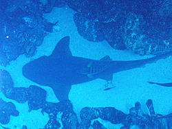 800px-Nurse_shark_top_view.jpg