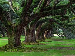 Live Oaks, Oak Alley Plantation, Vacherie, Louisiana.jpg