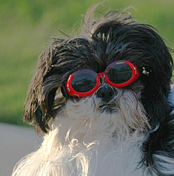 bud smirky doggles.jpg