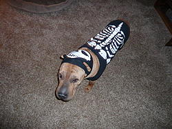 Halloween 2008 George 001.jpg