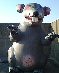 rat.jpg