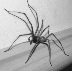 Arachnophobia-spider-fear-animated.gif