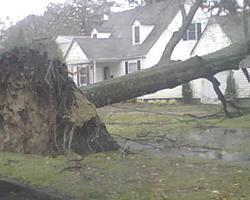 norfolk+wards+corner+tree+down.jpg