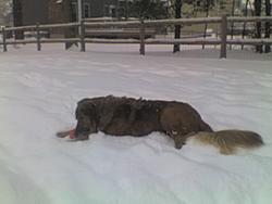 Dog in Snow 12-20-08.jpg