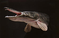 ALLIGATOR GAR, spatula.jpg