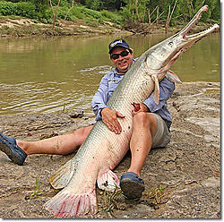 Alligator_Gar 1.jpg