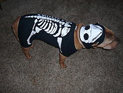 Halloween 2008 George 003.jpg