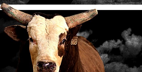 Steve Stepp- Building Fast Boats for Five Decades. No Bull.