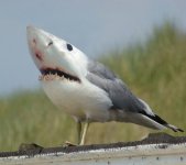 15025_110867895607529_100000529571435_169905_2482480_nShaRKBIRD.jpg