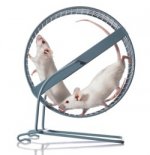 hamster_wheel_250.jpg