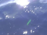 fish1 230.jpg