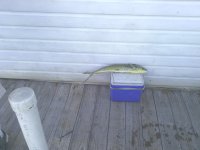 fish1 239.jpg