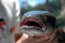 Snakehead_fish.jpg