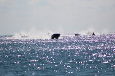 IMG_0509.JPG