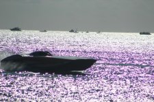 IMG_1779.JPG